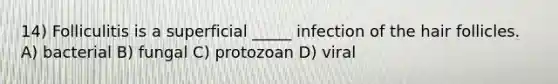 14) Folliculitis is a superficial _____ infection of the hair follicles. A) bacterial B) fungal C) protozoan D) viral