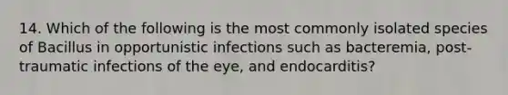 14. Which of the following is the most commonly isolated species of Bacillus in opportunistic infections such as bacteremia, post-traumatic infections of the eye, and endocarditis?