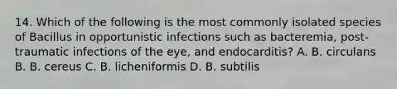 14. Which of the following is the most commonly isolated species of Bacillus in opportunistic infections such as bacteremia, post-traumatic infections of the eye, and endocarditis? A. B. circulans B. B. cereus C. B. licheniformis D. B. subtilis