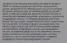 14) Which of the following descriptions of collateral ganglia is TRUE? A) Collateral ganglia are part of the somatosensory system, located off of the afferent neuron just prior to entering the spinal cord dorsal horn. B) Collateral ganglia are located within a chain just outside the spinal cord and are the sites of communication between sympathetic preganglionic neurons and postganglionic neurons. C) Collateral ganglia are part of the somatic nervous system, located where the motor neuron leaves the ventral horn. D) Collateral ganglia are located within the effector organs and are the sites of communication between parasympathetic preganglionic neurons and postganglionic neurons. E) Collateral ganglia are in the sympathetic nervous system but distinct from the sympathetic chain, and they function as a site of communication between sympathetic preganglionic neurons and postganglionic neurons.