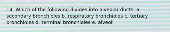 14. Which of the following divides into alveolar ducts: a. secondary bronchioles b. respiratory bronchioles c. tertiary bronchioles d. terminal bronchioles e. alveoli