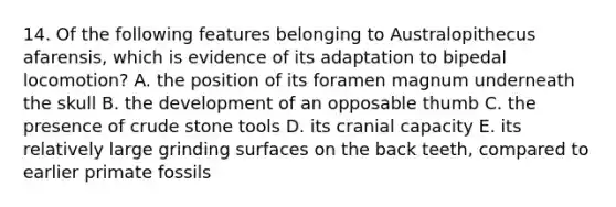 14. Of the following features belonging to Australopithecus afarensis, which is evidence of its adaptation to bipedal locomotion? A. the position of its foramen magnum underneath the skull B. the development of an opposable thumb C. the presence of crude stone tools D. its cranial capacity E. its relatively large grinding surfaces on the back teeth, compared to earlier primate fossils