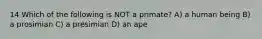 14 Which of the following is NOT a primate? A) a human being B) a prosimian C) a presimian D) an ape