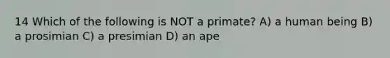 14 Which of the following is NOT a primate? A) a human being B) a prosimian C) a presimian D) an ape