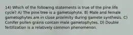 14) Which of the following statements is true of the pine life cycle? A) The pine tree is a gametophyte. B) Male and female gametophytes are in close proximity during gamete synthesis. C) Conifer pollen grains contain male gametophytes. D) Double fertilization is a relatively common phenomenon.