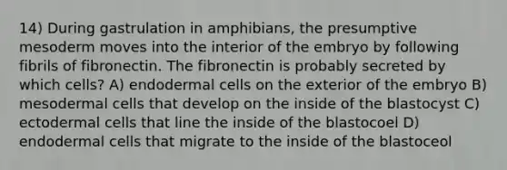 14) During gastrulation in amphibians, the presumptive mesoderm moves into the interior of the embryo by following fibrils of fibronectin. The fibronectin is probably secreted by which cells? A) endodermal cells on the exterior of the embryo B) mesodermal cells that develop on the inside of the blastocyst C) ectodermal cells that line the inside of the blastocoel D) endodermal cells that migrate to the inside of the blastoceol