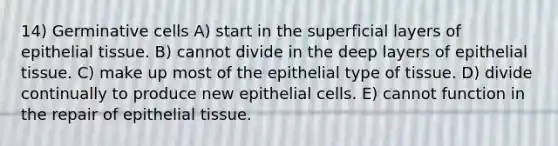 14) Germinative cells A) start in the superficial layers of epithelial tissue. B) cannot divide in the deep layers of epithelial tissue. C) make up most of the epithelial type of tissue. D) divide continually to produce new epithelial cells. E) cannot function in the repair of epithelial tissue.