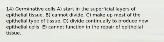 14) Germinative cells A) start in the superficial layers of <a href='https://www.questionai.com/knowledge/k7dms5lrVY-epithelial-tissue' class='anchor-knowledge'>epithelial tissue</a>. B) cannot divide. C) make up most of the epithelial type of tissue. D) divide continually to produce new epithelial cells. E) cannot function in the repair of epithelial tissue.