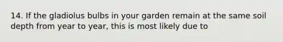 14. If the gladiolus bulbs in your garden remain at the same soil depth from year to year, this is most likely due to