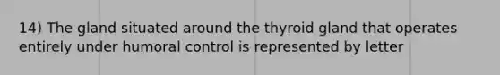 14) The gland situated around the thyroid gland that operates entirely under humoral control is represented by letter