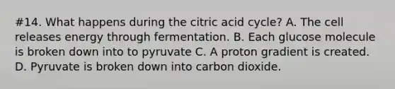 #14. What happens during the citric acid cycle? A. The cell releases energy through fermentation. B. Each glucose molecule is broken down into to pyruvate C. A proton gradient is created. D. Pyruvate is broken down into carbon dioxide.