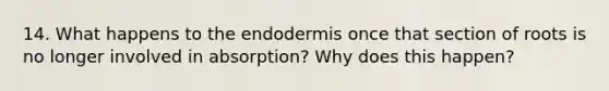 14. What happens to the endodermis once that section of roots is no longer involved in absorption? Why does this happen?