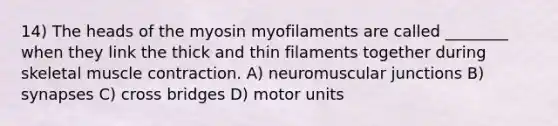 14) The heads of the myosin myofilaments are called ________ when they link the thick and thin filaments together during skeletal muscle contraction. A) neuromuscular junctions B) synapses C) cross bridges D) motor units