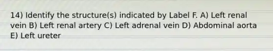 14) Identify the structure(s) indicated by Label F. A) Left renal vein B) Left renal artery C) Left adrenal vein D) Abdominal aorta E) Left ureter