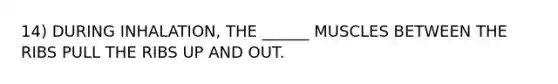 14) DURING INHALATION, THE ______ MUSCLES BETWEEN THE RIBS PULL THE RIBS UP AND OUT.