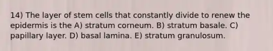 14) The layer of stem cells that constantly divide to renew the epidermis is the A) stratum corneum. B) stratum basale. C) papillary layer. D) basal lamina. E) stratum granulosum.