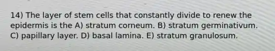 14) The layer of stem cells that constantly divide to renew <a href='https://www.questionai.com/knowledge/kBFgQMpq6s-the-epidermis' class='anchor-knowledge'>the epidermis</a> is the A) stratum corneum. B) stratum germinativum. C) papillary layer. D) basal lamina. E) stratum granulosum.