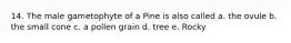 14. The male gametophyte of a Pine is also called a. the ovule b. the small cone c. a pollen grain d. tree e. Rocky