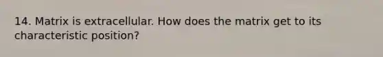 14. Matrix is extracellular. How does the matrix get to its characteristic position?