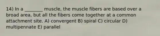 14) In a ________ muscle, the muscle fibers are based over a broad area, but all the fibers come together at a common attachment site. A) convergent B) spiral C) circular D) multipennate E) parallel