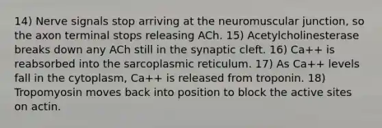 14) Nerve signals stop arriving at the neuromuscular junction, so the axon terminal stops releasing ACh. 15) Acetylcholinesterase breaks down any ACh still in the synaptic cleft. 16) Ca++ is reabsorbed into the sarcoplasmic reticulum. 17) As Ca++ levels fall in the cytoplasm, Ca++ is released from troponin. 18) Tropomyosin moves back into position to block the active sites on actin.