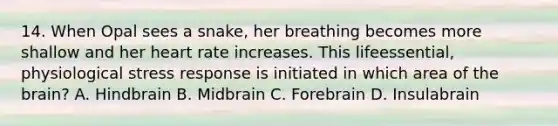 14. When Opal sees a snake, her breathing becomes more shallow and her heart rate increases. This lifeessential, physiological stress response is initiated in which area of the brain? A. Hindbrain B. Midbrain C. Forebrain D. Insulabrain