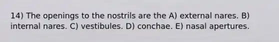 14) The openings to the nostrils are the A) external nares. B) internal nares. C) vestibules. D) conchae. E) nasal apertures.