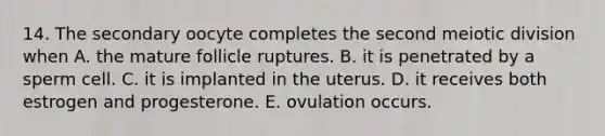 14. The secondary oocyte completes the second meiotic division when A. the mature follicle ruptures. B. it is penetrated by a sperm cell. C. it is implanted in the uterus. D. it receives both estrogen and progesterone. E. ovulation occurs.