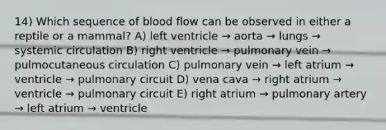 14) Which sequence of blood flow can be observed in either a reptile or a mammal? A) left ventricle → aorta → lungs → systemic circulation B) right ventricle → pulmonary vein → pulmocutaneous circulation C) pulmonary vein → left atrium → ventricle → pulmonary circuit D) vena cava → right atrium → ventricle → pulmonary circuit E) right atrium → pulmonary artery → left atrium → ventricle