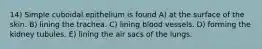 14) Simple cuboidal epithelium is found A) at the surface of the skin. B) lining the trachea. C) lining blood vessels. D) forming the kidney tubules. E) lining the air sacs of the lungs.