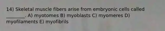 14) Skeletal muscle fibers arise from embryonic cells called ________. A) myotomes B) myoblasts C) myomeres D) myofilaments E) myofibrils