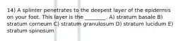 14) A splinter penetrates to the deepest layer of the epidermis on your foot. This layer is the ________. A) stratum basale B) stratum corneum C) stratum granulosum D) stratum lucidum E) stratum spinosum