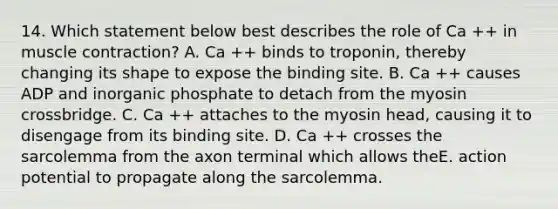 14. Which statement below best describes the role of Ca ++ in <a href='https://www.questionai.com/knowledge/k0LBwLeEer-muscle-contraction' class='anchor-knowledge'>muscle contraction</a>? A. Ca ++ binds to troponin, thereby changing its shape to expose the binding site. B. Ca ++ causes ADP and inorganic phosphate to detach from the myosin crossbridge. C. Ca ++ attaches to the myosin head, causing it to disengage from its binding site. D. Ca ++ crosses the sarcolemma from the axon terminal which allows theE. action potential to propagate along the sarcolemma.