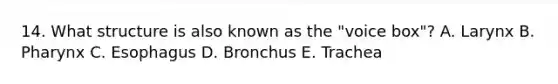 14. What structure is also known as the "voice box"? A. Larynx B. Pharynx C. Esophagus D. Bronchus E. Trachea