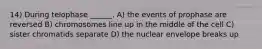 14) During telophase ______. A) the events of prophase are reversed B) chromosomes line up in the middle of the cell C) sister chromatids separate D) the nuclear envelope breaks up