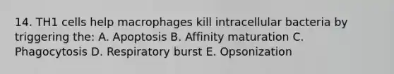 14. TH1 cells help macrophages kill intracellular bacteria by triggering the: A. Apoptosis B. Affinity maturation C. Phagocytosis D. Respiratory burst E. Opsonization