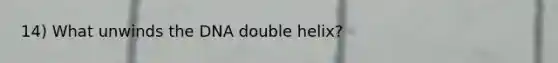 14) What unwinds the DNA double helix?