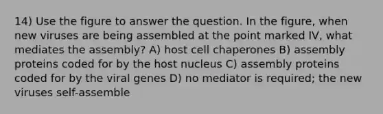 14) Use the figure to answer the question. In the figure, when new viruses are being assembled at the point marked IV, what mediates the assembly? A) host cell chaperones B) assembly proteins coded for by the host nucleus C) assembly proteins coded for by the viral genes D) no mediator is required; the new viruses self-assemble