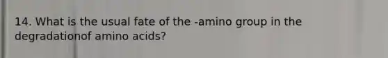 14. What is the usual fate of the -amino group in the degradationof amino acids?