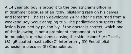 A 14 year old boy is brought to the pediatrician's office in midsummer because of an itchy, blistering rash on his calves and forearms. The rash developed 24 hr after he returned from a weekend Boy Scout camping trip. The pediatrician suspects the lesion is caused by poison ivy. If the doctor is correct, which one of the following is not a prominent component in the immunologic mechanisms causing the skin lesions? (A) T cells (B) IgE-coated mast cells (C) Interferon-γ (D) Endothelial adhesion molecules (E) Chemokines