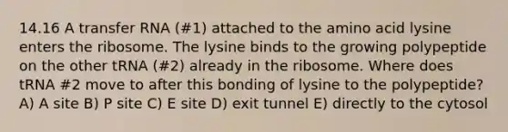 14.16 A transfer RNA (#1) attached to the amino acid lysine enters the ribosome. The lysine binds to the growing polypeptide on the other tRNA (#2) already in the ribosome. Where does tRNA #2 move to after this bonding of lysine to the polypeptide? A) A site B) P site C) E site D) exit tunnel E) directly to the cytosol