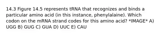 14.3 Figure 14.5 represents tRNA that recognizes and binds a particular amino acid (in this instance, phenylalaine). Which codon on the mRNA strand codes for this amino acid? *IMAGE* A) UGG B) GUG C) GUA D) UUC E) CAU