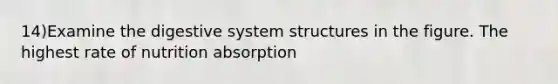 14)Examine the digestive system structures in the figure. The highest rate of nutrition absorption