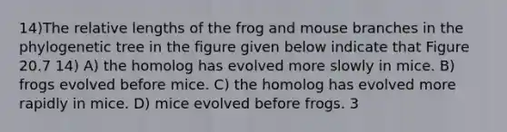 14)The relative lengths of the frog and mouse branches in the phylogenetic tree in the figure given below indicate that Figure 20.7 14) A) the homolog has evolved more slowly in mice. B) frogs evolved before mice. C) the homolog has evolved more rapidly in mice. D) mice evolved before frogs. 3