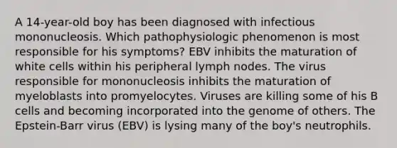 A 14-year-old boy has been diagnosed with infectious mononucleosis. Which pathophysiologic phenomenon is most responsible for his symptoms? EBV inhibits the maturation of white cells within his peripheral lymph nodes. The virus responsible for mononucleosis inhibits the maturation of myeloblasts into promyelocytes. Viruses are killing some of his B cells and becoming incorporated into the genome of others. The Epstein-Barr virus (EBV) is lysing many of the boy's neutrophils.