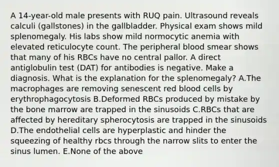 A 14-year-old male presents with RUQ pain. Ultrasound reveals calculi (gallstones) in the gallbladder. Physical exam shows mild splenomegaly. His labs show mild normocytic anemia with elevated reticulocyte count. The peripheral blood smear shows that many of his RBCs have no central pallor. A direct antiglobulin test (DAT) for antibodies is negative. Make a diagnosis. What is the explanation for the splenomegaly? A.The macrophages are removing senescent red blood cells by erythrophagocytosis B.Deformed RBCs produced by mistake by the bone marrow are trapped in the sinusoids C.RBCs that are affected by hereditary spherocytosis are trapped in the sinusoids D.The endothelial cells are hyperplastic and hinder the squeezing of healthy rbcs through the narrow slits to enter the sinus lumen. E.None of the above