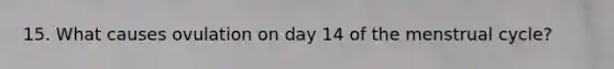15. What causes ovulation on day 14 of the menstrual cycle?