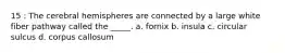 15 : The cerebral hemispheres are connected by a large white fiber pathway called the _____. a. fornix b. insula c. circular sulcus d. corpus callosum