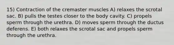 15) Contraction of the cremaster muscles A) relaxes the scrotal sac. B) pulls the testes closer to the body cavity. C) propels sperm through the urethra. D) moves sperm through the ductus deferens. E) both relaxes the scrotal sac and propels sperm through the urethra.