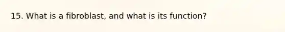 15. What is a fibroblast, and what is its function?